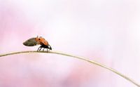ladybug by Remco loeffen thumbnail