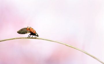 ladybug by Remco loeffen