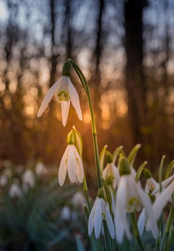 Sneeuwklokjes in het ochtendlicht