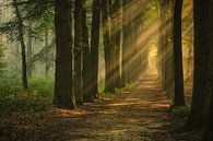 Avenue of trees with sun harps by Moetwil en van Dijk - Fotografie thumbnail