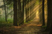 Avenue of trees with sun harps