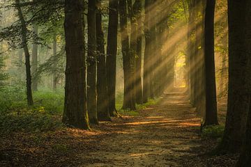 Allee der Bäume mit Sonnenharfen von Moetwil en van Dijk - Fotografie