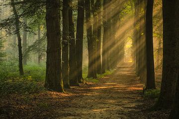 Avenue d'arbres avec harpes solaires