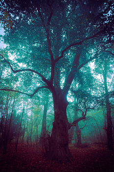 Forêt d'automne