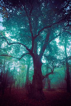 Herbstwald von Pixel4ormer