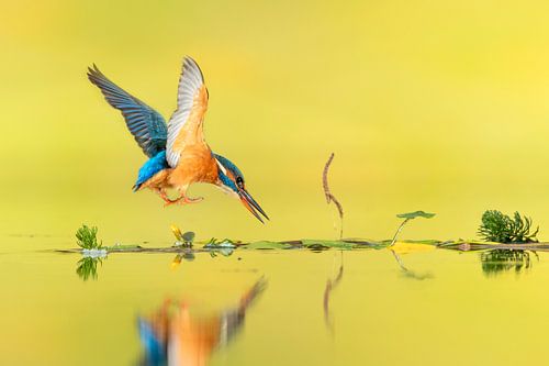 My diving lady... by Wim Hufkens