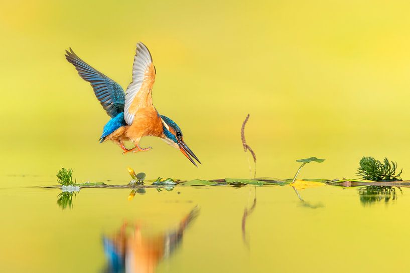 Ma plongeuse... par Wim Hufkens