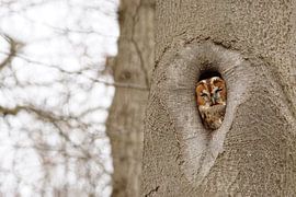 Nieuwsgierige uil van Susanne Vedder