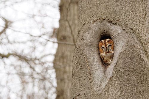 Curious owl