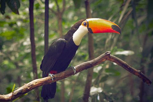 Toco Toucan