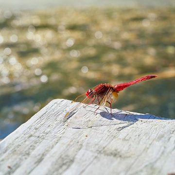 Red firefly by Heiko Kueverling