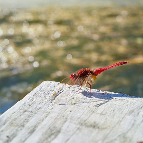Libellule de feu rouge