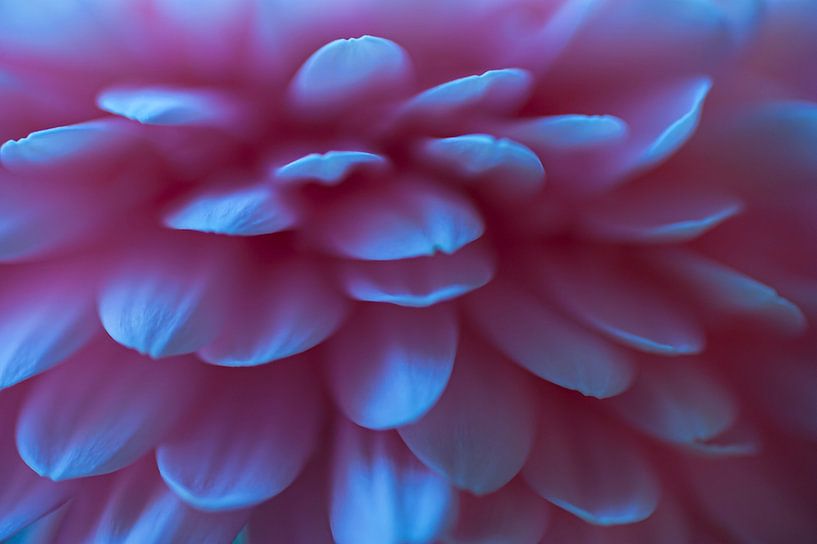 Dahlia by Anouschka Hendriks