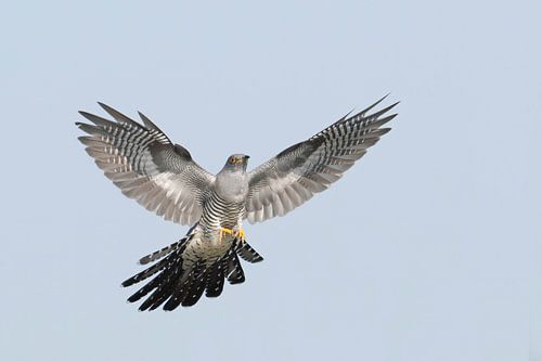 Kuckuck in Landeposition