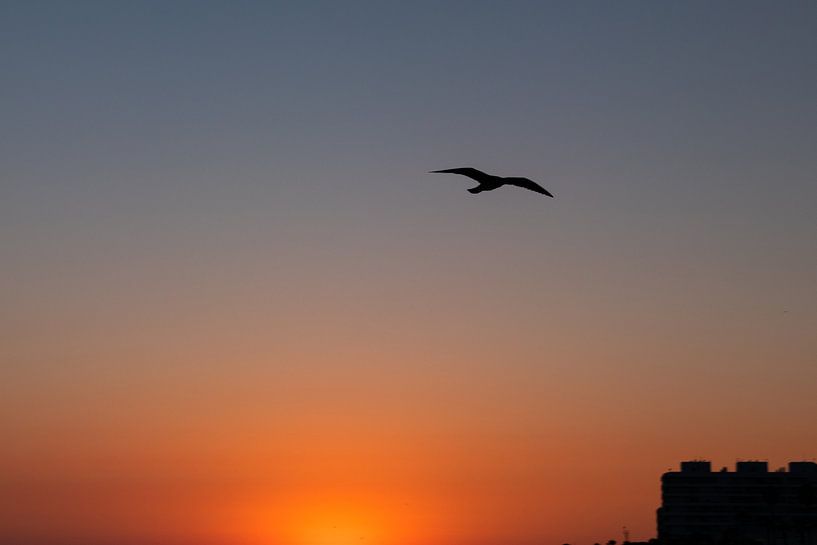 Vogel am Himmel von Leticia Spruyt