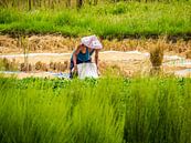 Man op het rijstveld aan het werk van Stijn Cleynhens thumbnail
