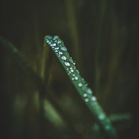 Morgentau von Die Utrechter Fotografie