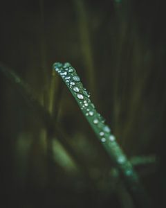 Morgentau
