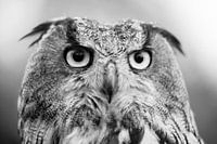 Eyes of eagle owl