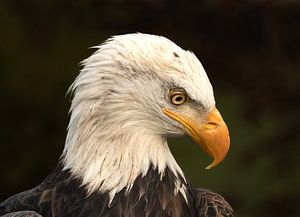 US-Seepferdchen in Nahaufnahme.