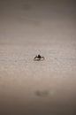Alex Knob: Panoramic views in Narawntapu by Ken Tempelers thumbnail