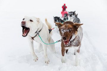 Enthusiastic huskies in front of the sled by Martijn Smeets