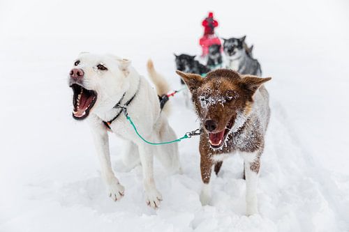 Enthusiastic huskies in front of the sled