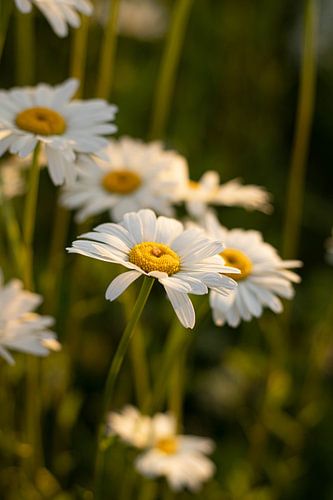 Bloemen weiden