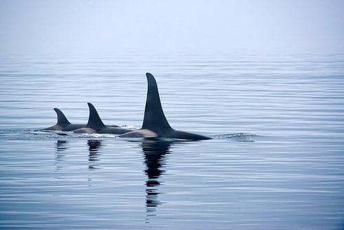 Killer whales with a huge dorsal fin