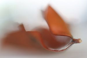 Herfst blaadje