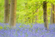 In het bos van blauwe bloesems - blauwbloemen zo ver het oog reikt van Rolf Schnepp thumbnail