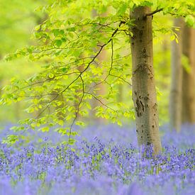 In the forest of blue bells by Rolf Schnepp