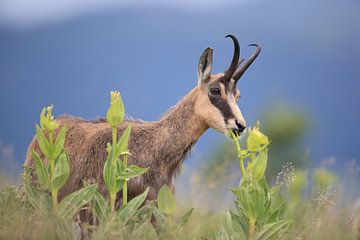 Gämse (Rupicapra rupicapra) Vogesen, Frankreich von Frank Fichtmüller