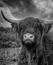 Portrait d'une vache écossaise Highlander humide en noir et blanc par Marjolein van Middelkoop Aperçu