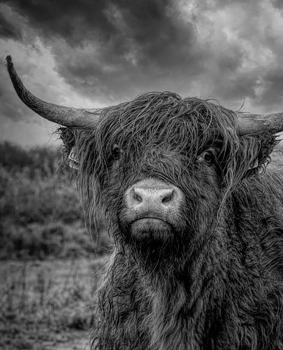 Portrait of a wet Scottish Highlander cow in black and white