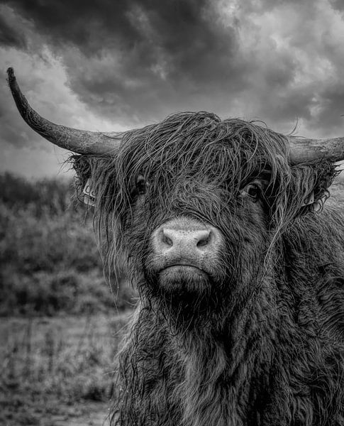 Porträt einer nassen schottischen Highlander-Kuh in schwarz-weiß von Marjolein van Middelkoop