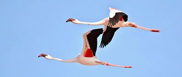 Twee flamingo's in de vlucht van Werner Lehmann