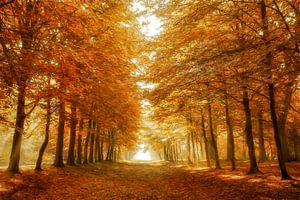 Full Fall