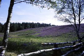 Birkenzaun von Joachim Serger