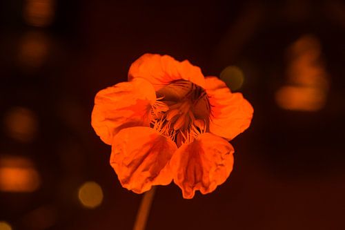 Fleur de cerisier d'Inde