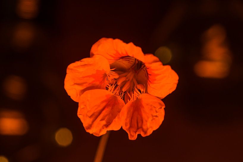 Indische Kirschblüte von Dorieke Haaima