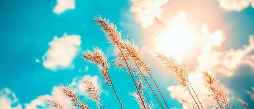 Sunbeams over golden grass by Poster Art Shop
