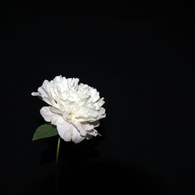 Pioen roos van Zenna Aydin