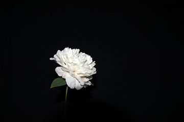 Pioen roos van Zenna Aydin