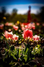 Rathenow "City of Optics by David Krause