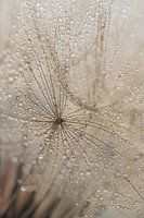 Du détail à l'abstraction : gouttes sur le duvet beige d'une étoile du matin (Tragopogon)