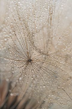 Van detail naar abstractie: Druppels aan een beige pluis van een morgenster (Tragopogon) van Marjolijn van den Berg