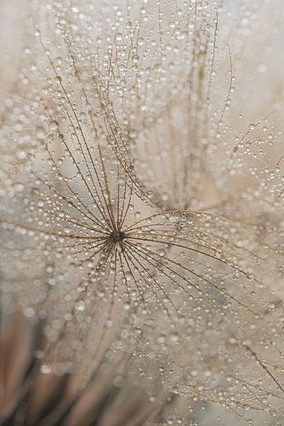 From detail to abstraction: Drops on a beige fluff of a morning star (Tragopogon) by Marjolijn van den Berg