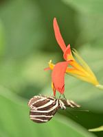 A beautiful butterfly on a tropical flower