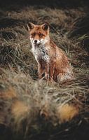 Sitting fox in the grass
